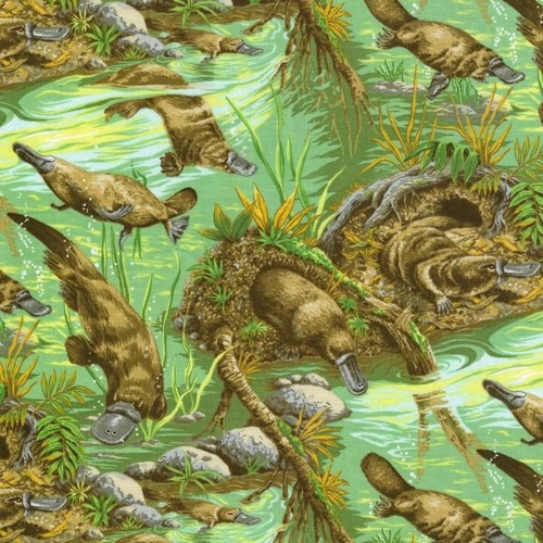 Australian Platypus