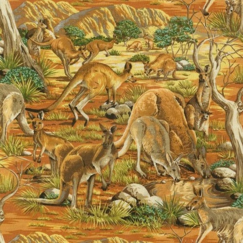 Australian Kangaroo