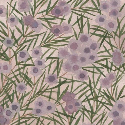 Aboriginal Wax Flower Mauve