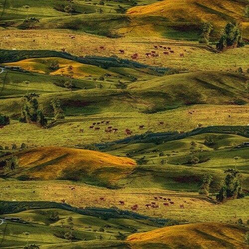 Merino Muster Australian Farmland Paddocks S