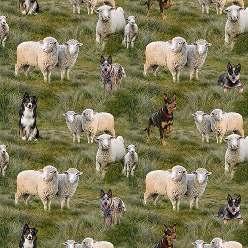 Merino Muster Australian Dogs Herding Sheep O
