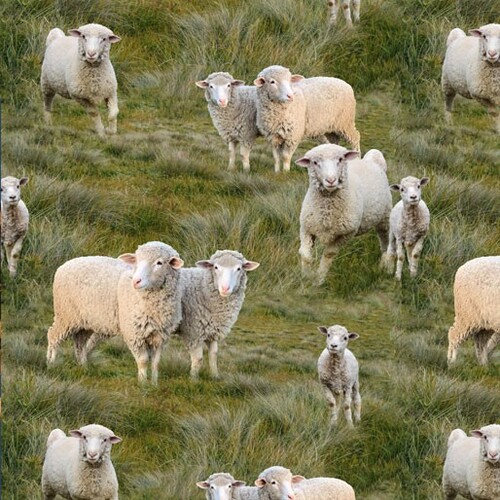 Merino Muster Sheep Lambs Allover N