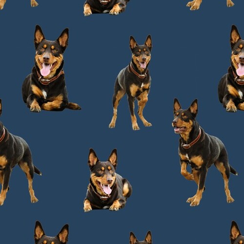 Merino Muster Australian Kelpie Dogs Blue J