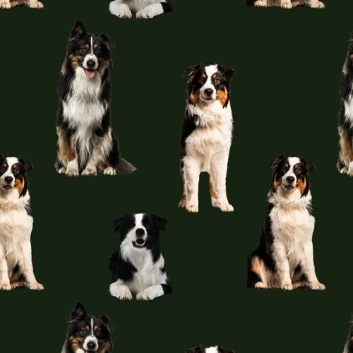 Merino Muster Australian Border Collie Dogs H