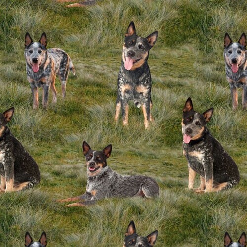 Merino Muster Australian Blue Heeler Grass G