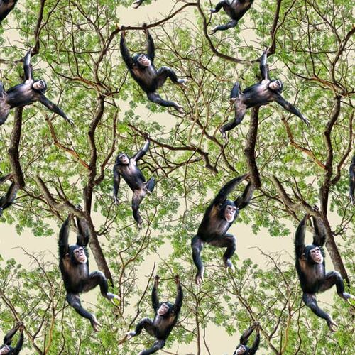 African Safari Chimpanzee Jungle O