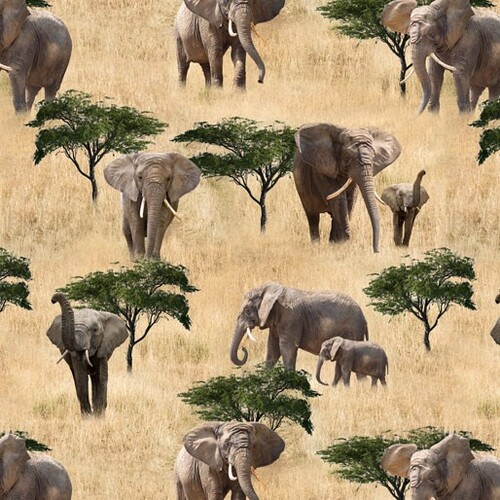 African Safari Elephants Savannah K