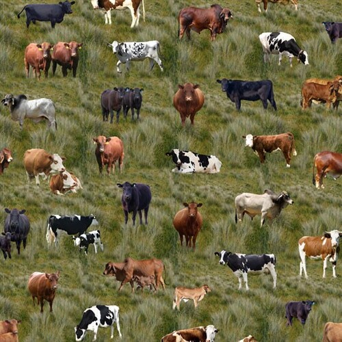 Country Mixed Cows Farm Grass F
