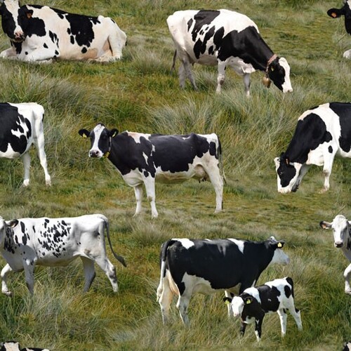 Country  Holstein Cows Farm Grass E