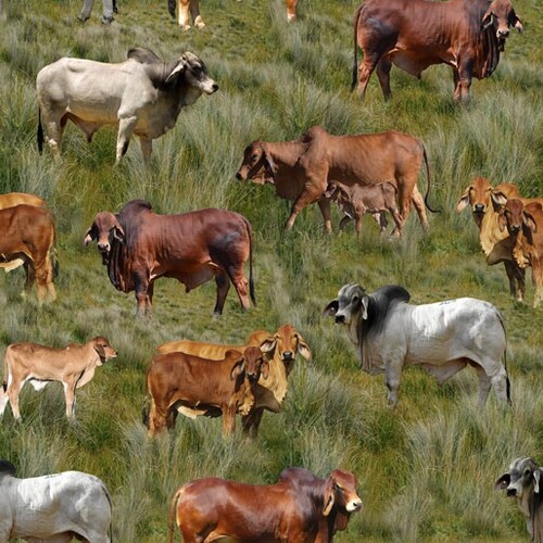 Country Brahman Cows Farm Grass C