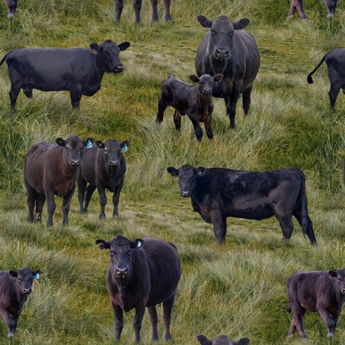 Country Black Angus Cows Farm Grass B