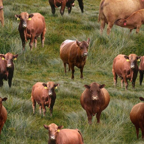 Country Red Angus Cows Farm Grass A