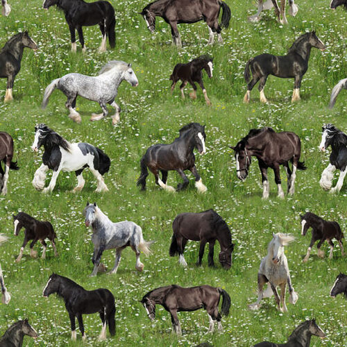 Heavy Horses Horse Allover Grass Fields F