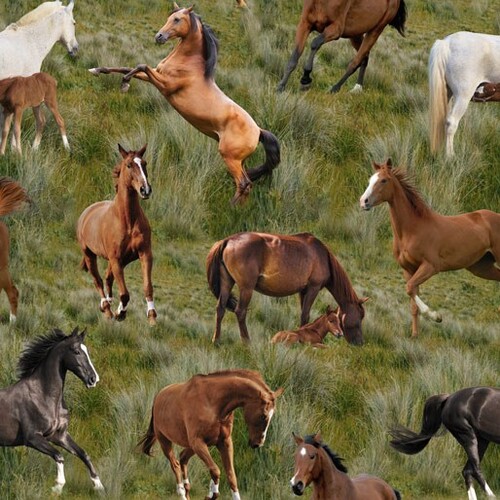 Giddy Up Horses and Foals A