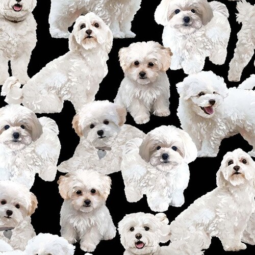 Adorable Maltese Puppy Dogs 625A