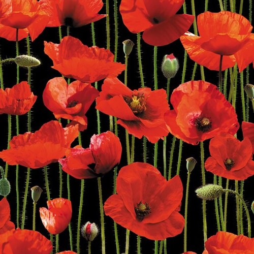 ANZAC War Poppies Poppy Black Wide Back 108" F