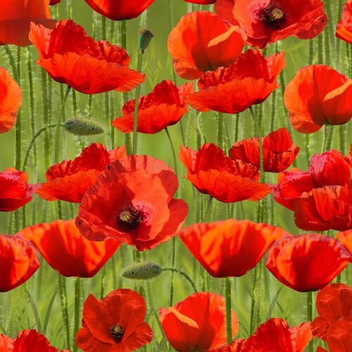 ANZAC War Poppies Poppy Green Wide Back 108" D