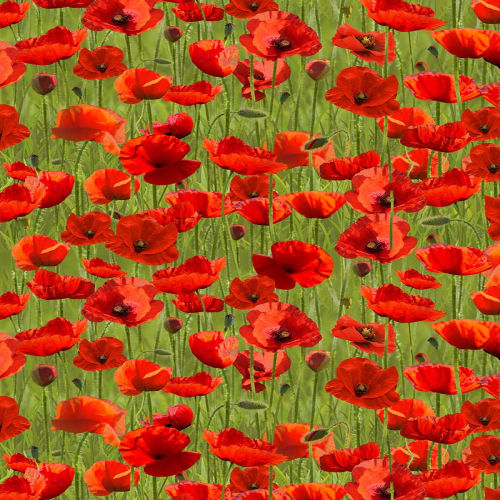 Fabric Remnant- Remembering ANZAC Poppies Green 69cm