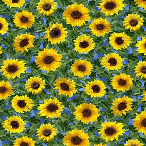 Super Sale Large Leafy Sunflowers in Bloom TTC1132 SKY