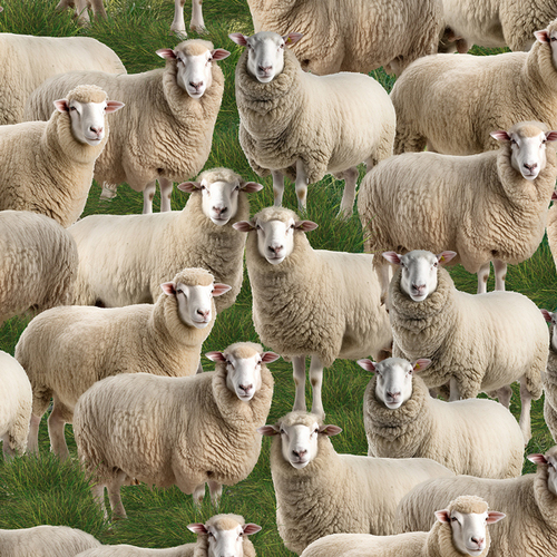 Merino Muster II Sheep Lambs Grass Country H