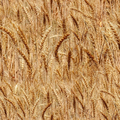 Super Sale Farmers Paradise Country Wheat 4100S