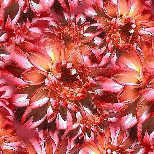Hoffman | Bloom Floral Quilting Fabric Nasturtium W5398-469