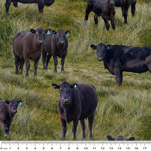 Fabric Remnant | Black Angus Cows Farm Grass ( 88cm x 112cm)
