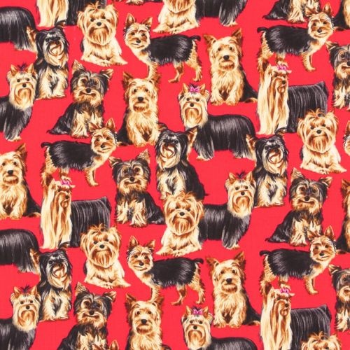 Yorkshire Terriers Red